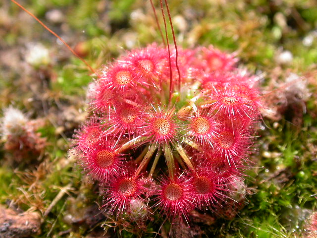 Cooks Carnivorous Plants